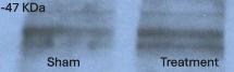 CCR2 Antibody (3G7) - BSA Free NBP2-35334